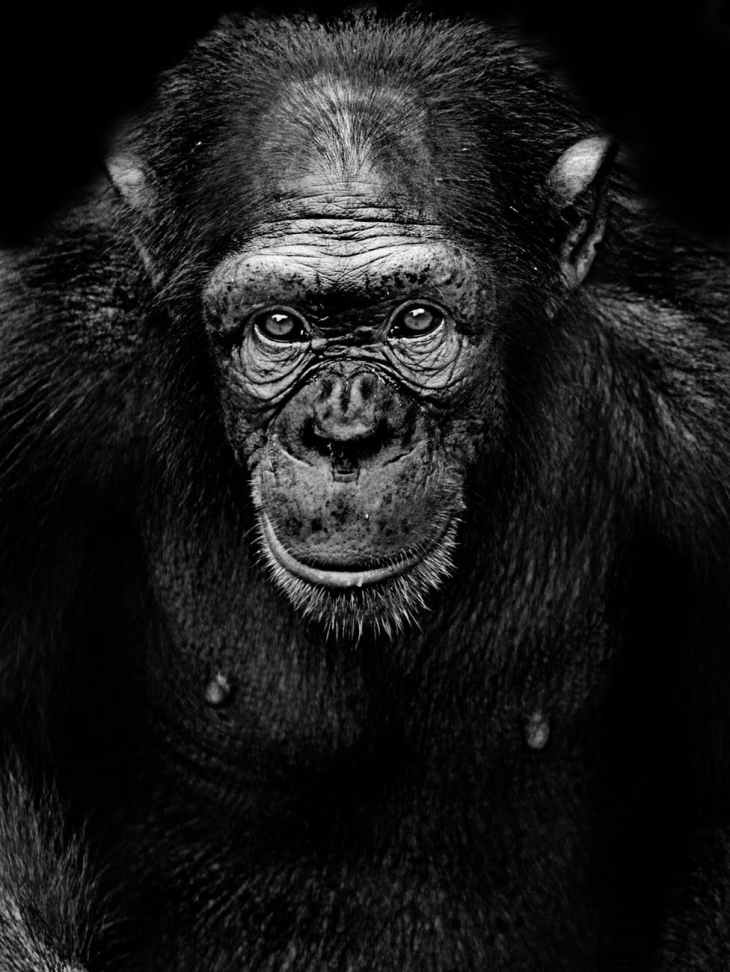 monochrome photography of a chimpanzee