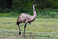 240px-Emu_in_the_wild-1+_(2153629669)