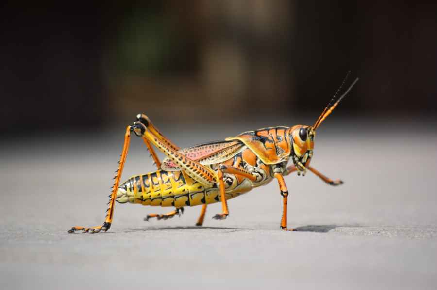 Grasshoppers…
