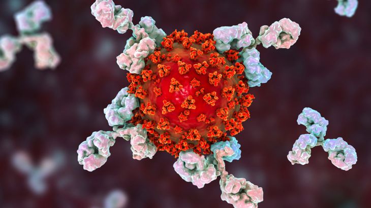 Antibodies responding to covid-19 coronavirus, illustration