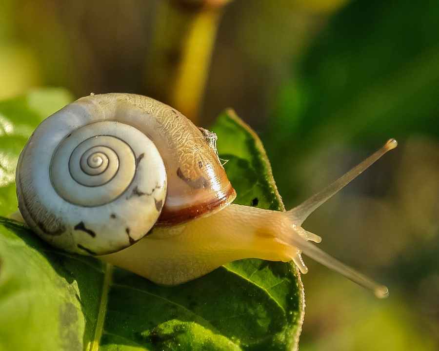 Snails