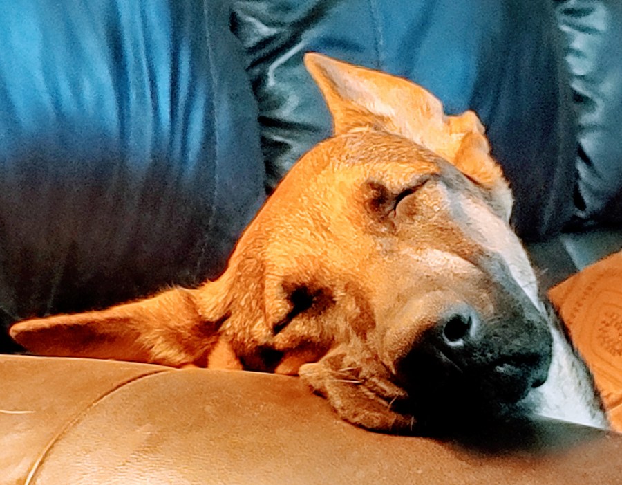 A sad UNTOLD COVID-19 Tale that Must be&nbsp;Told!