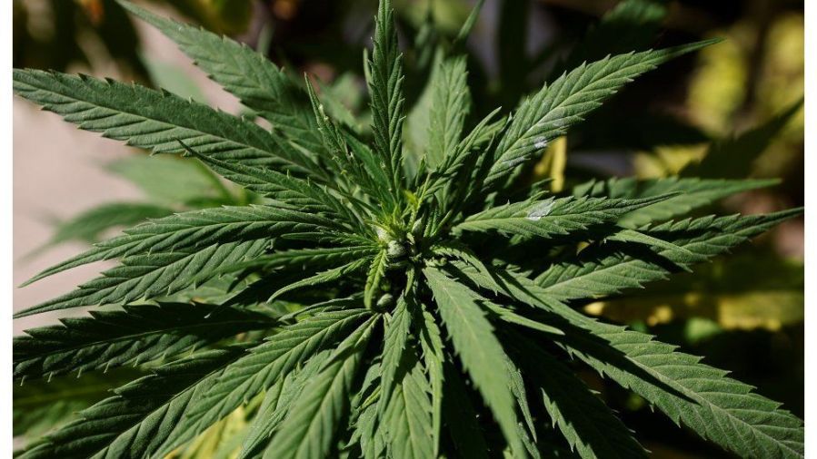 One in three Americans currently live in states where cannabis is legal for adult&nbsp;use…