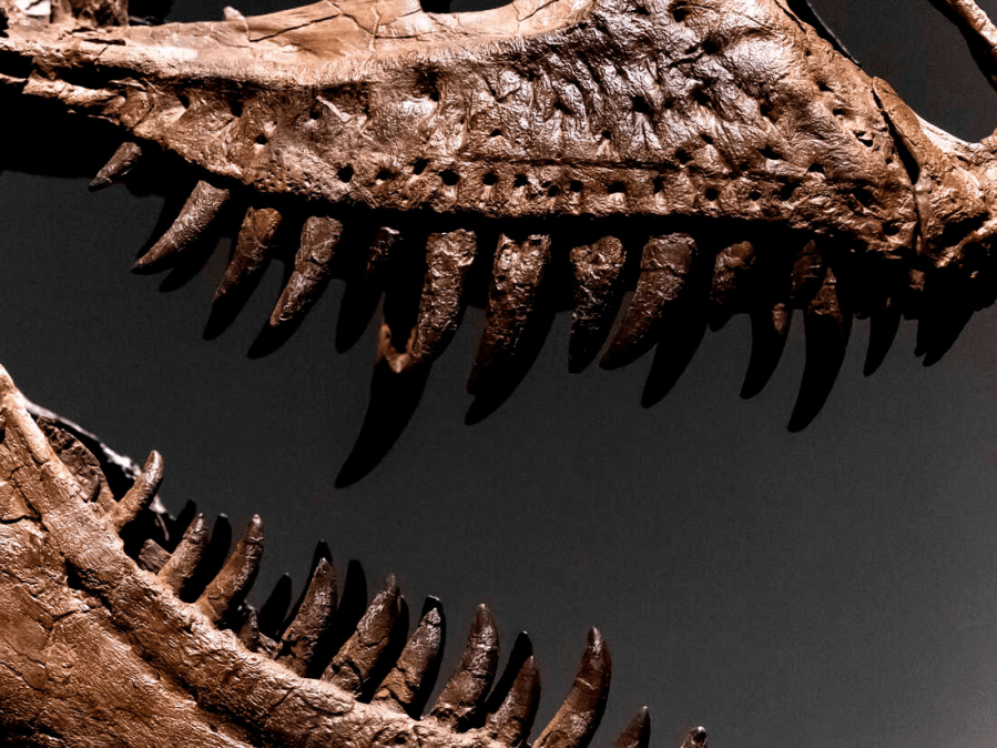 What actually caused the Dinosaur&nbsp;Extinction?