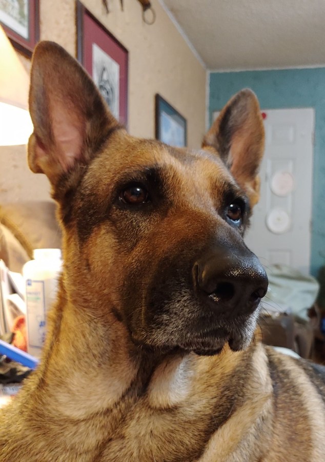 A Tail of Luxury: The Brown 5-Star Hotel for German&nbsp;Shepherds