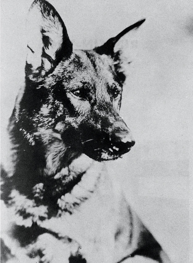 The Eternal Bond: A Scholarly Exploration of the Afterlife and Our Beloved&nbsp;Pets