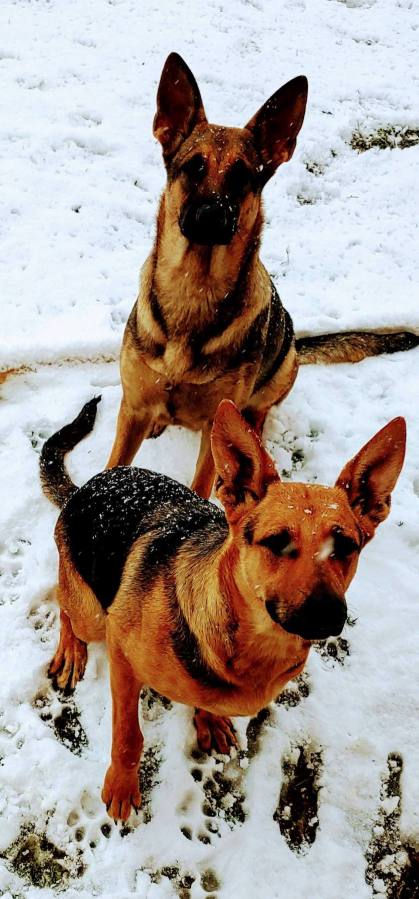 KOKO & BEAR-two stolen German Shepherds rescued by 16 year old&nbsp;girls.